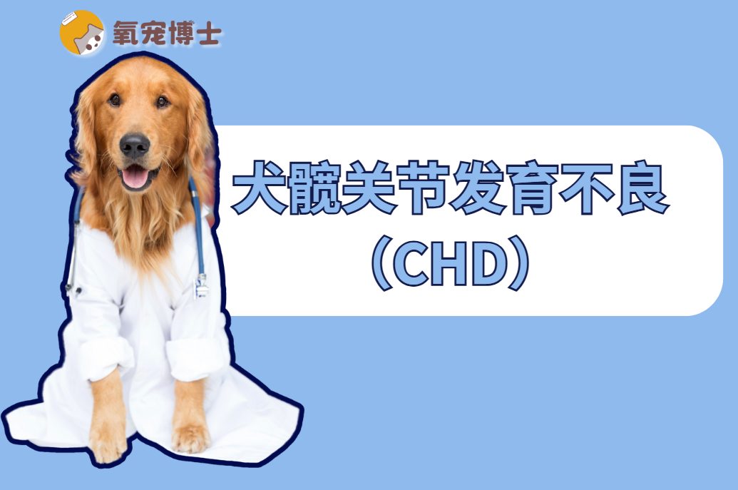 狗狗髋关节发育不良的早期识别和科学管理指南