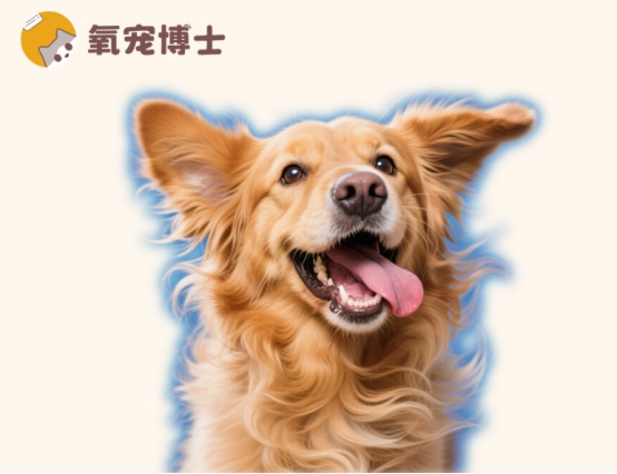 狗狗频繁甩耳朵的原因及处理方法解析