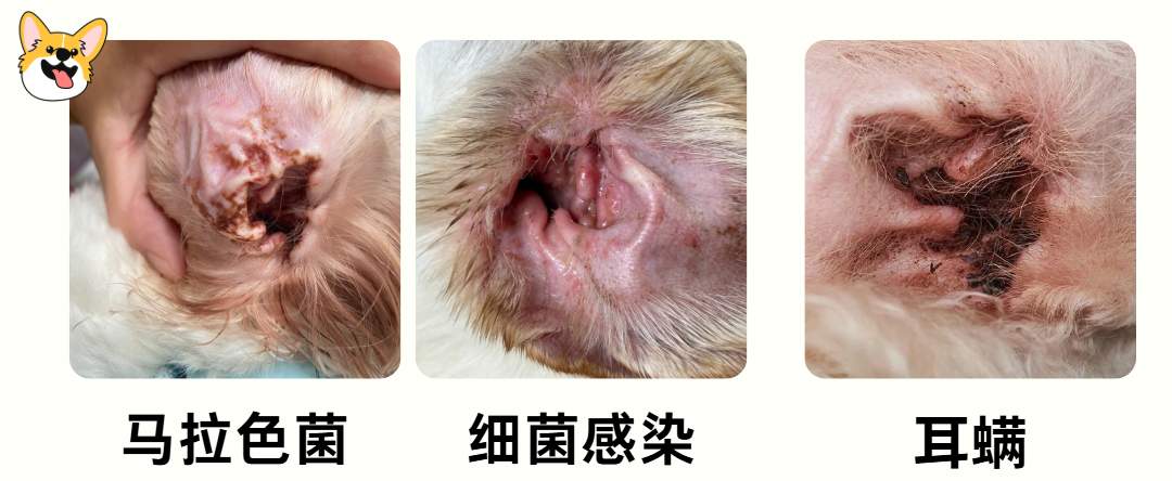 狗狗频繁甩耳朵的原因及处理方法解析