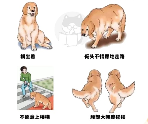 狗狗髋关节发育不良的早期识别和科学管理指南