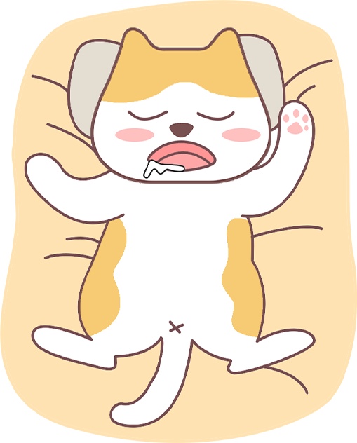 猫咪养得好的八大特征，健康快乐日常表现指南