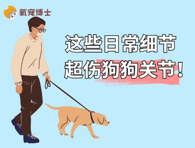 避免狗狗关节损伤的关键细节与防护方法 避免狗狗关节损伤的关键细节与防护方法