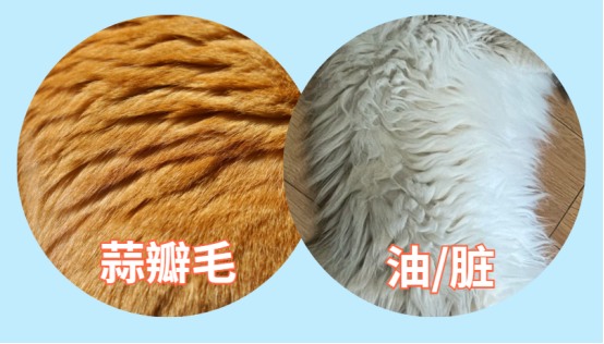 猫咪蒜瓣毛是什么?区分毛发分层与脏污的方法 猫咪蒜瓣毛是什么?区分毛发分层与脏污的方法