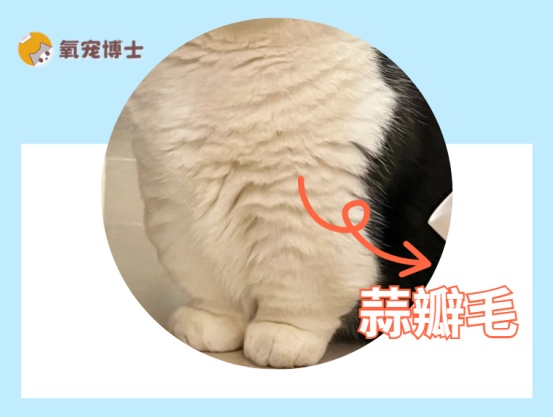 猫咪蒜瓣毛是什么?区分毛发分层与脏污的方法 猫咪蒜瓣毛是什么?区分毛发分层与脏污的方法