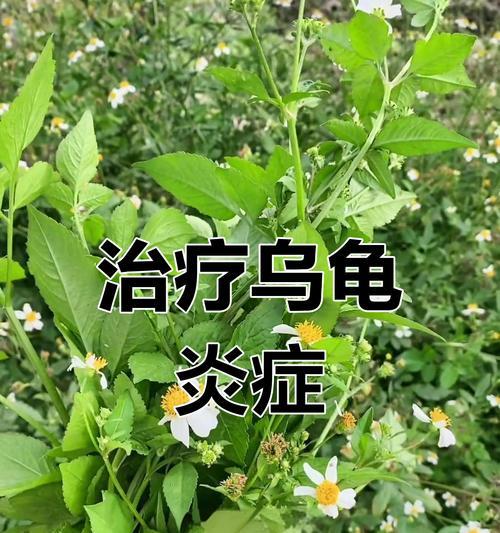 乌龟腐皮治疗方法步骤与日常护理预防指南