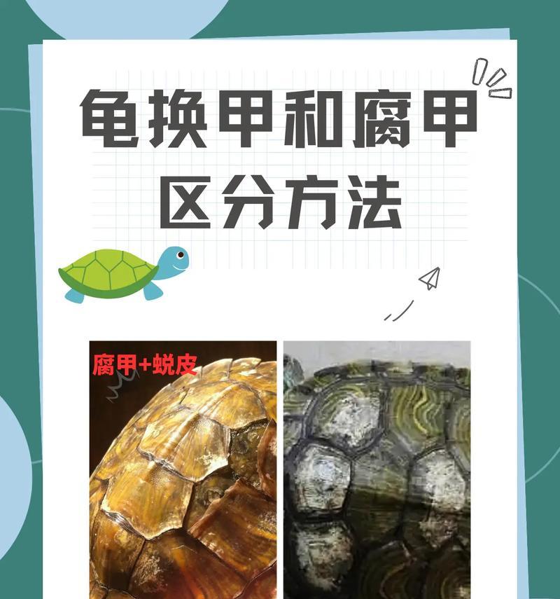 乌龟腐皮治疗方法步骤与日常护理预防指南