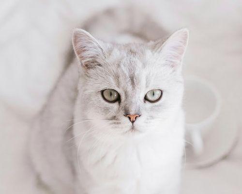 英短蓝猫公猫体重影响因素与标准范围