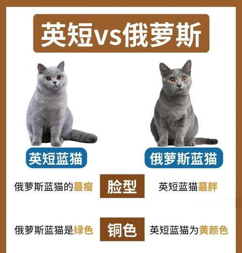 英短蓝猫公猫体重影响因素与标准范围