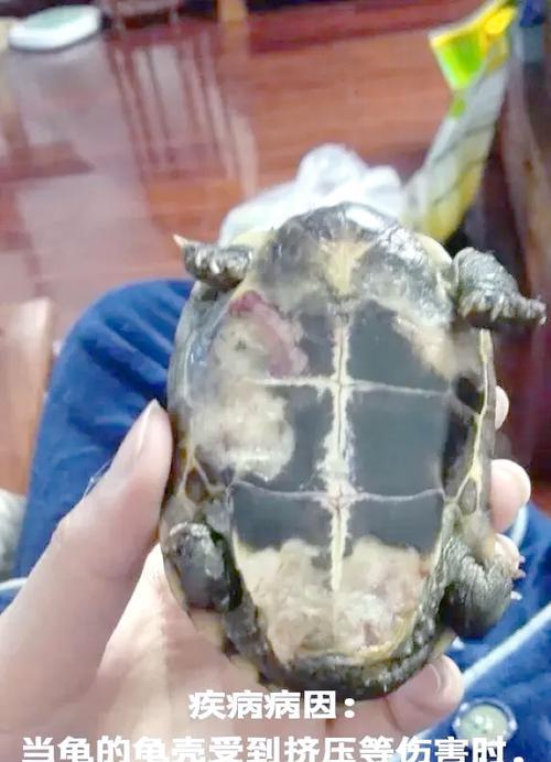 乌龟腐皮治疗方法步骤与日常护理预防指南