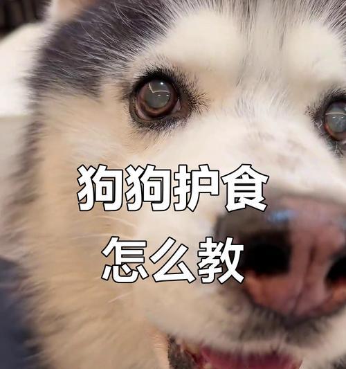 解决狗护食行为的有效训练方法与管理技巧