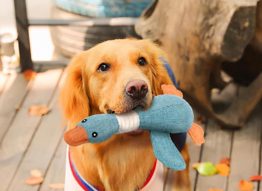 狗狗认错的表现有哪些？看它们如何真诚表达歉意