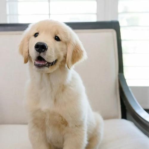 带小金毛外出的好处与注意事项指南