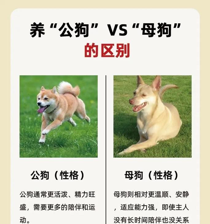 纯种狗与杂交狗区别方法