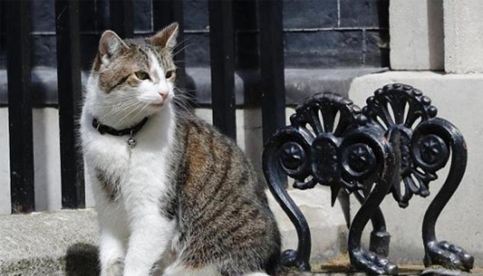 首相府猫咪拉里的政治地位与可爱日常