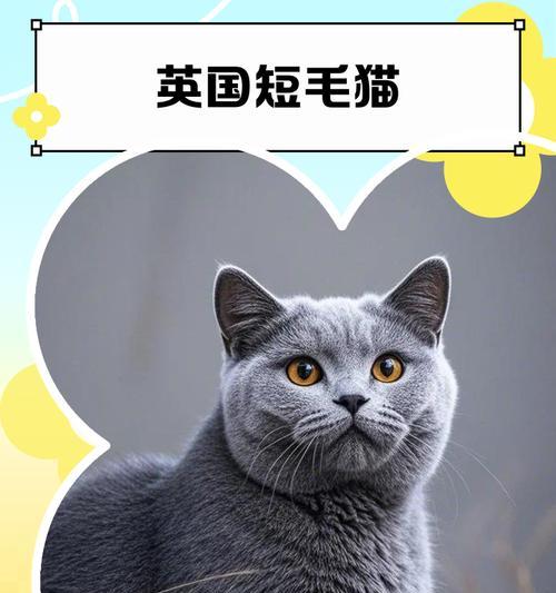 首相府猫咪拉里的政治地位与可爱日常