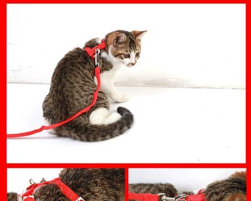 自制溜猫绳方法教程：安全舒适外出体验指南