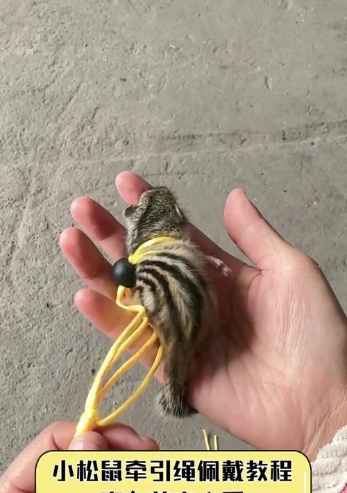 自制溜猫绳方法教程：安全舒适外出体验指南