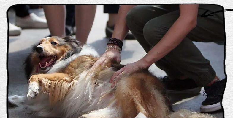 狗狗认错的表现有哪些？看它们如何真诚表达歉意