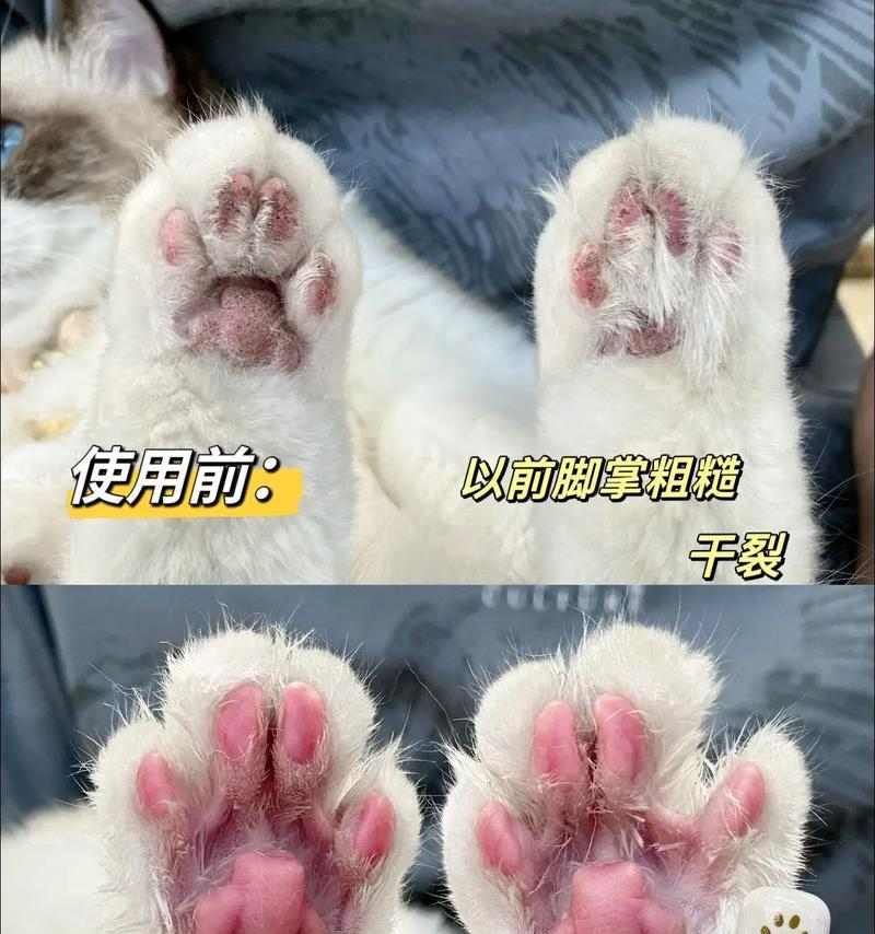 猫咪脚垫划伤预防与护理实用指南
