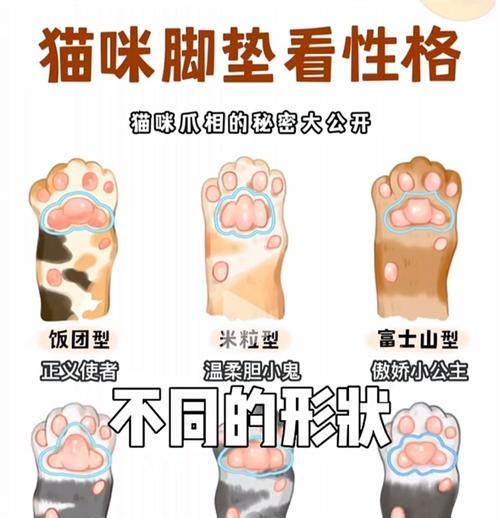 猫咪脚垫划伤预防与护理实用指南