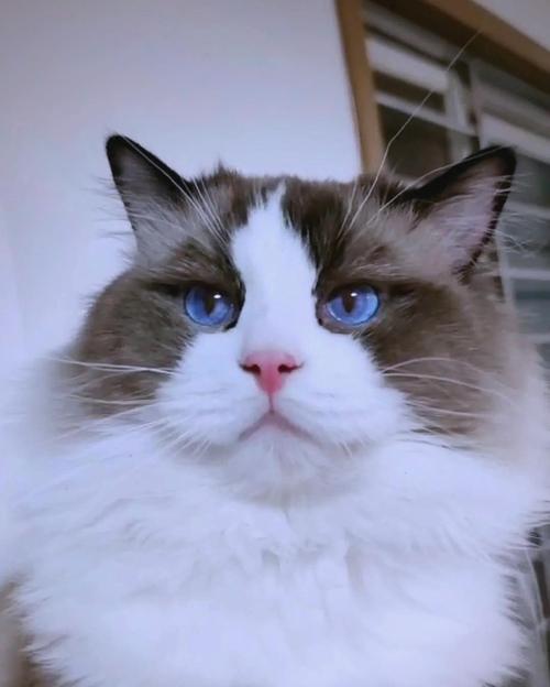 高白双色布偶猫的魅力与饲养全攻略
