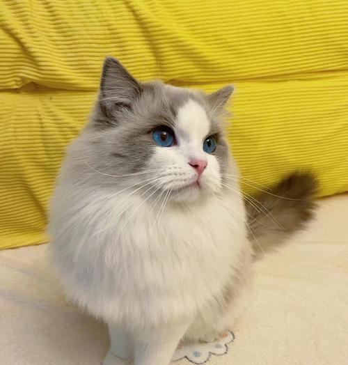 高白双色布偶猫的魅力与饲养全攻略