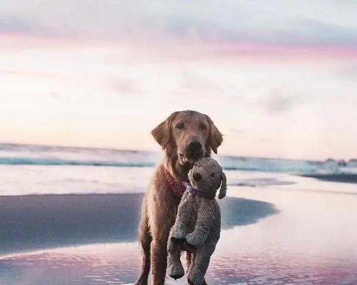 带小金毛外出的好处与注意事项指南