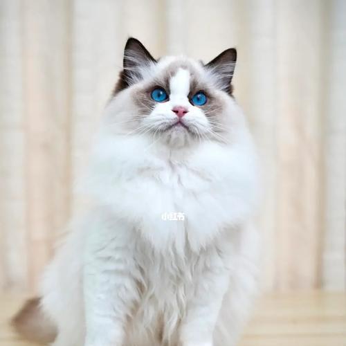 高白双色布偶猫的魅力与饲养全攻略
