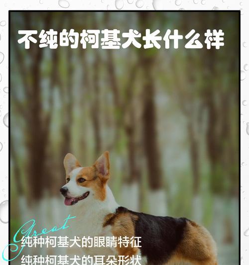 如何区分纯种狗和杂交狗的技巧与指南