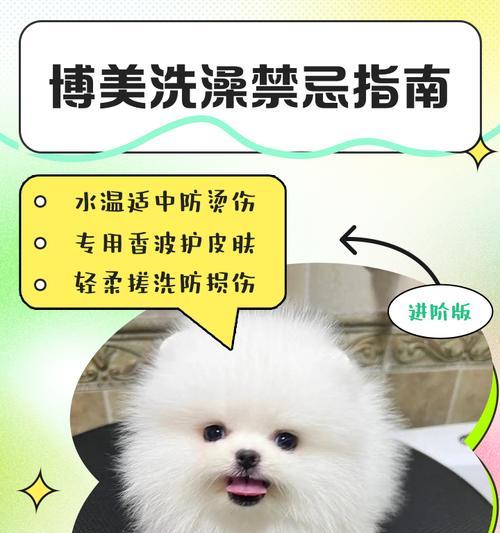 解决博美犬掉毛问题的实用护理方法