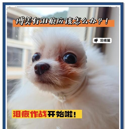 解决博美犬掉毛问题的实用护理方法