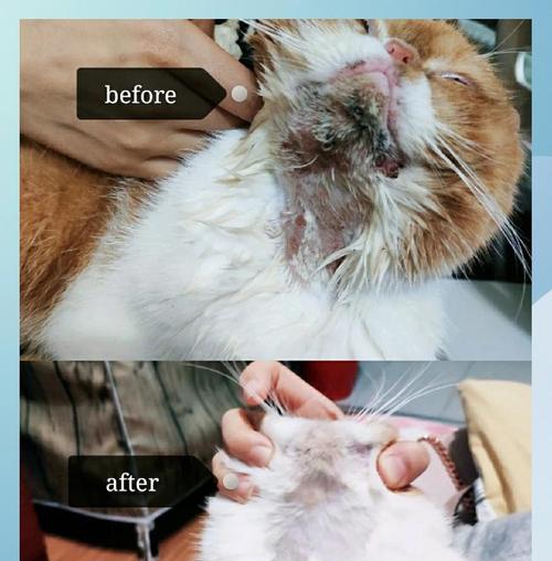 猫咪下巴黑头处理方法与预防措施详解