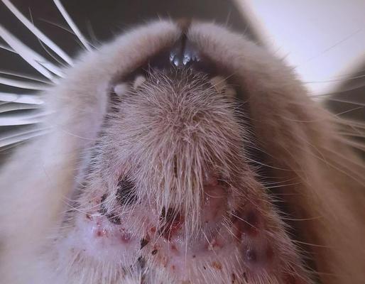 猫咪下巴黑头处理方法与预防措施详解
