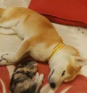 救猫梦境的启发,感受善意与生命的宝贵 救猫梦境的启发,感受善意与生命的宝贵