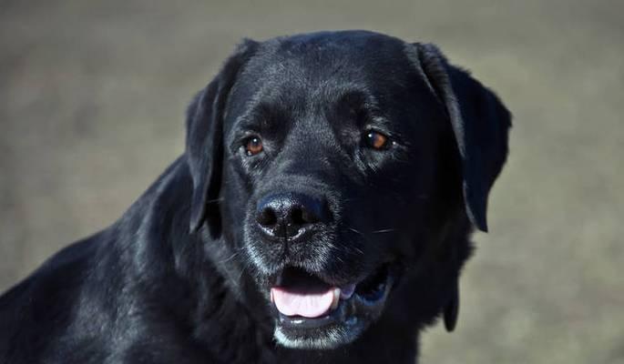 探索通体黑色狗品种的独特魅力与个性特征 探索通体黑色狗品种的独特魅力与个性特征