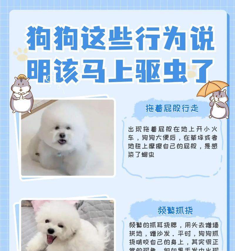 探索通体黑色狗品种的独特魅力与个性特征 探索通体黑色狗品种的独特魅力与个性特征