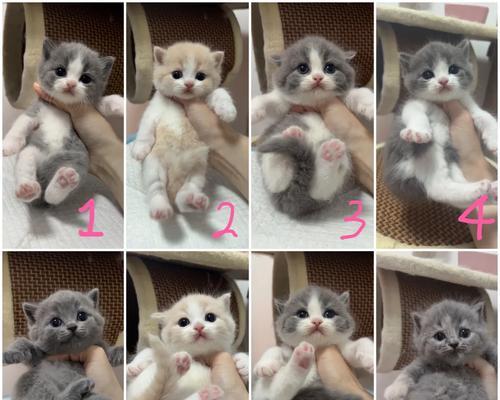 蓝猫与英短蓝猫区别对比：外观性格与护理指南