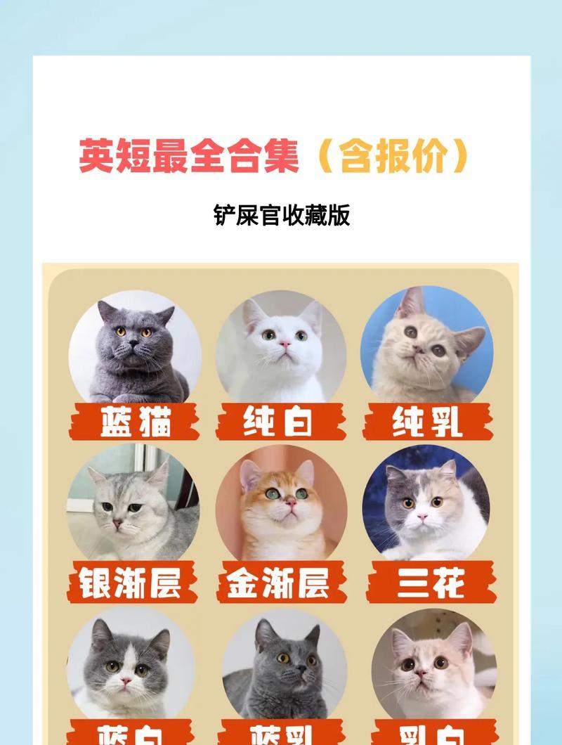 蓝猫与英短蓝猫区别对比：外观性格与护理指南