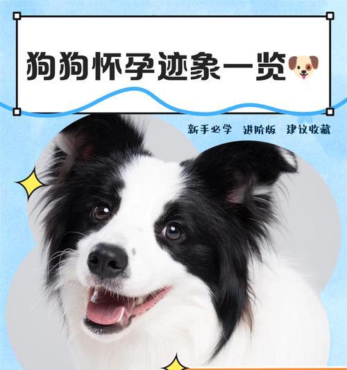 狗一生可生育几次及影响因素分析,如何科学管理繁殖 狗一生可生育几次及影响因素分析,如何科学管理繁殖