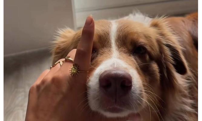 狗一生可生育几次及影响因素分析,如何科学管理繁殖 狗一生可生育几次及影响因素分析,如何科学管理繁殖