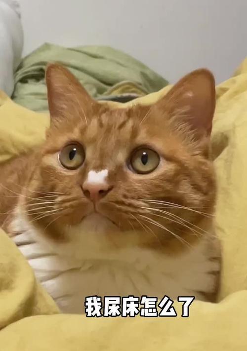 猫咪尿骚味成因及有效解决方法全解析 猫咪尿骚味成因及有效解决方法全解析