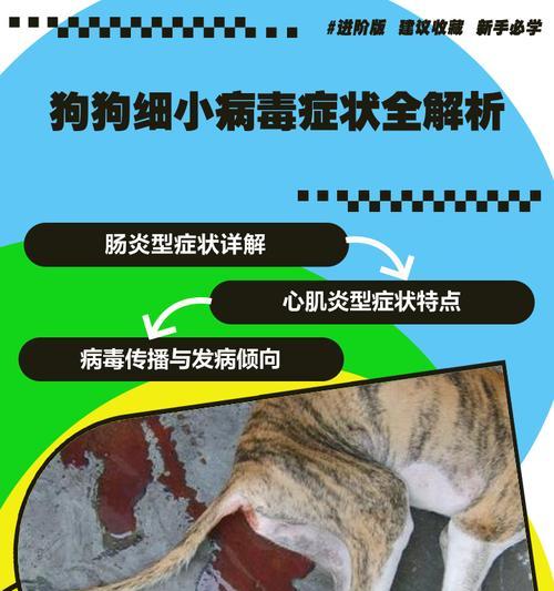 狗瘟预防措施大全,保护宠物健康生活的实用指南 狗瘟预防措施大全,保护宠物健康生活的实用指南