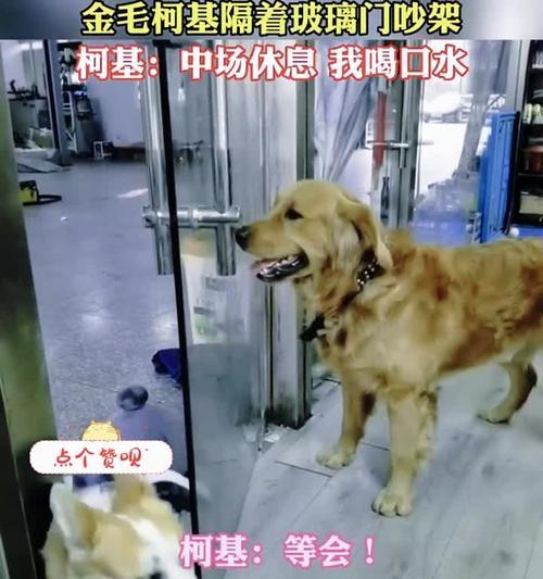 柯基犬每天喝多少水合适，饮水量影响因素与健康指南