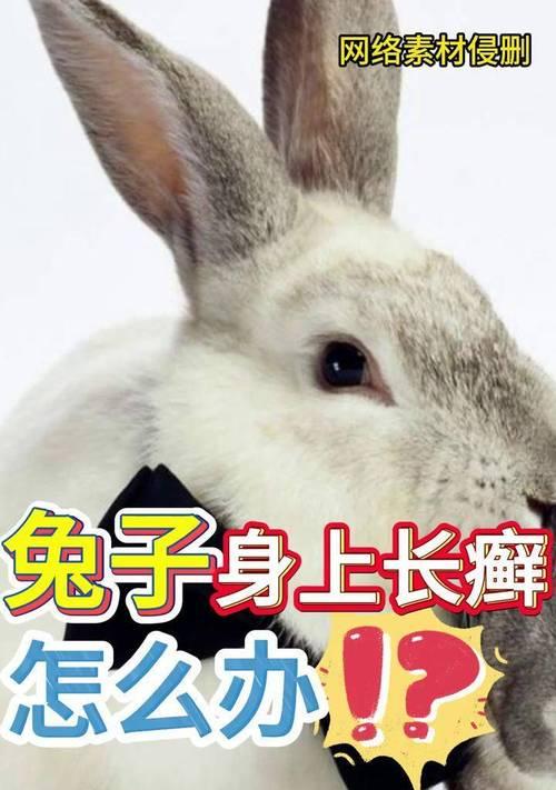 兔子脚上长癣的原因及治疗方法详解