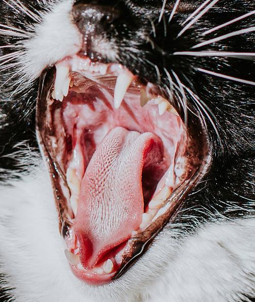 幼猫死亡时嘴巴张开的原因分析与心理含义解析