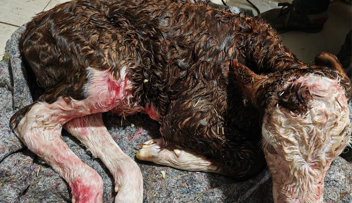 幼猫死亡时嘴巴张开的原因分析与心理含义解析