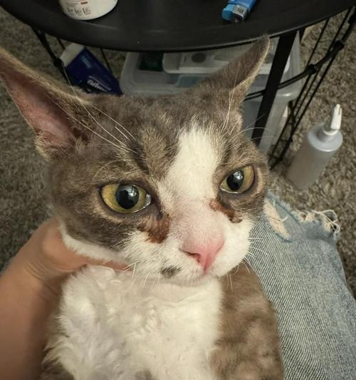 猫咪鼻子流液体的原因与预防方法 猫咪鼻子流液体的原因与预防方法