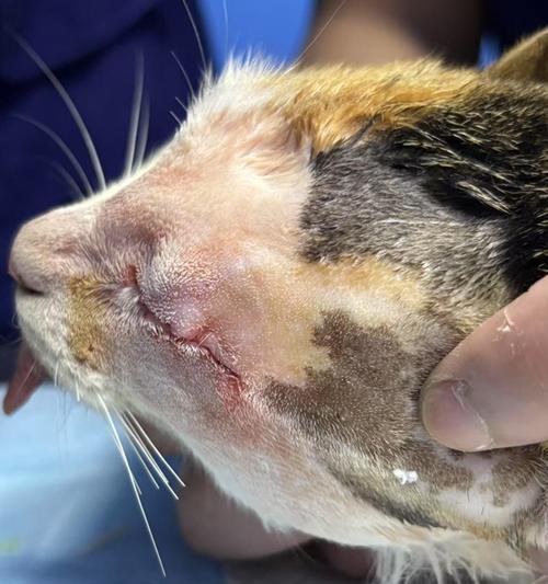 猫咪鼻子流液体的原因与预防方法 猫咪鼻子流液体的原因与预防方法