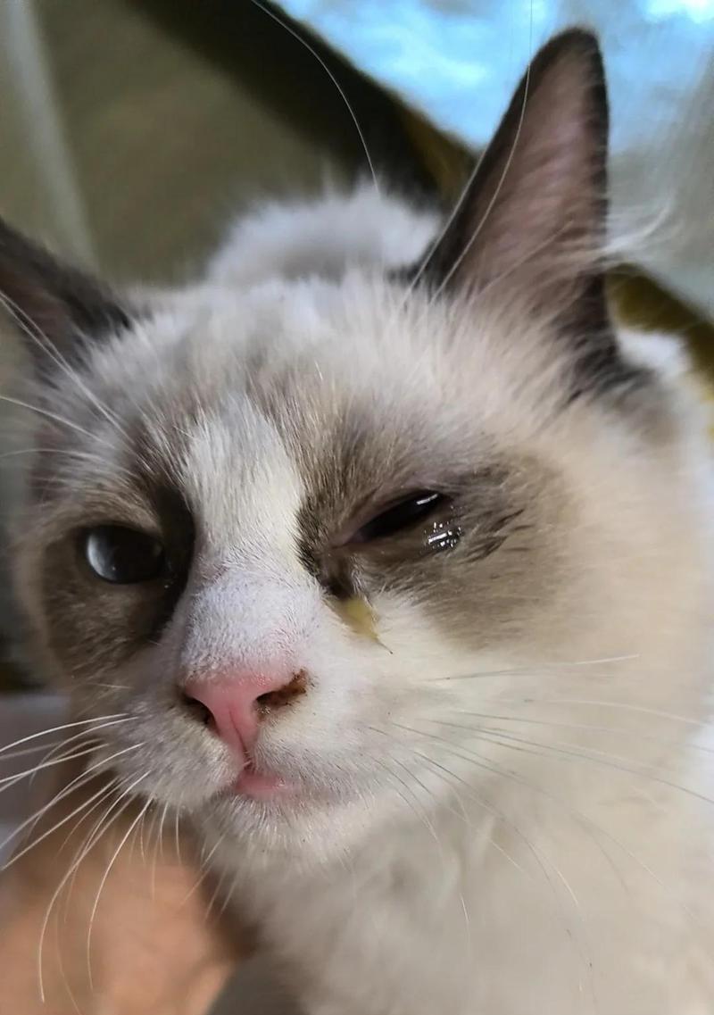 猫咪鼻子流液体的原因与预防方法 猫咪鼻子流液体的原因与预防方法