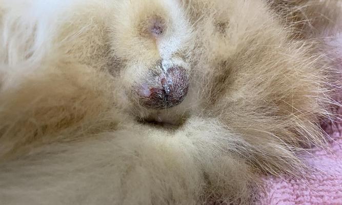 公猫绝育后蛋蛋发炎的常见原因与有效护理方法